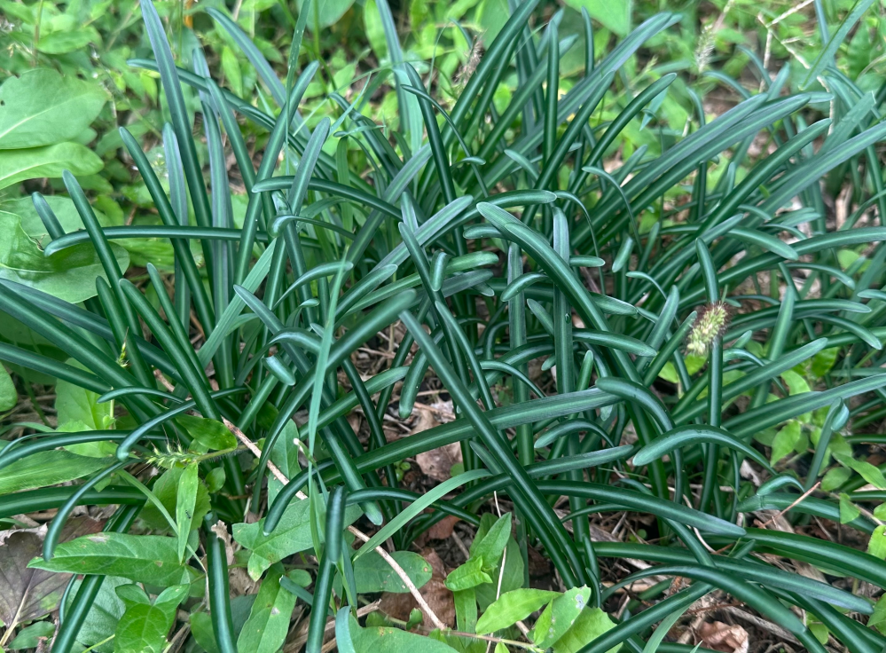 庭の一部に出てきたのですが、細長い綺麗な緑の葉っぱ……これは雑草です