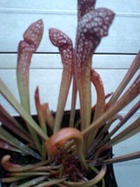 最近サラセニアで曲がった物が有ります病気なのでしょうか 宜しく Yahoo 知恵袋