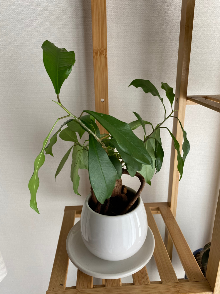 ガジュマルの葉が波打ったような感じになっています。ただ､葉の色 