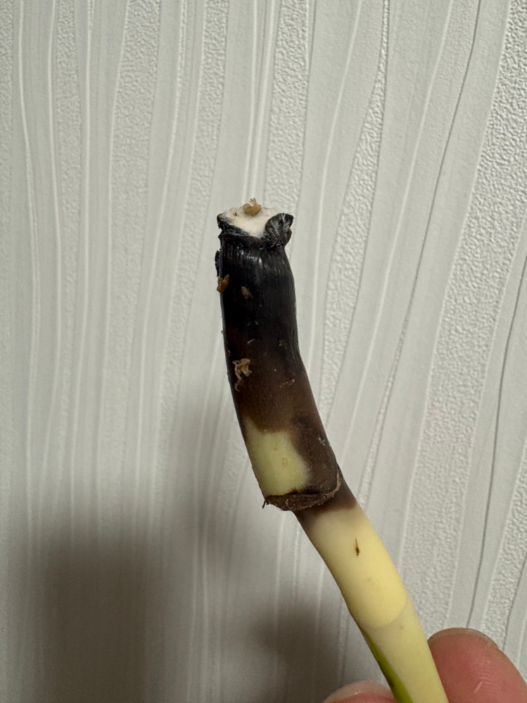 モンステラの茎伏せについて質問です。写真のように何度やっても腐