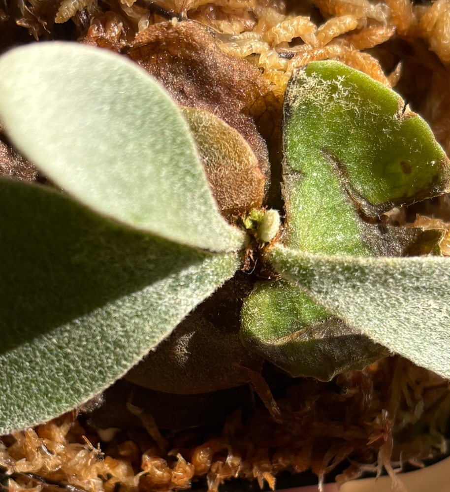 ビカクシダの脇芽ついて質問です。左の小さく出てきているふたつの
