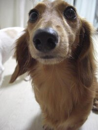 愛犬がピーピーうるさいです 長文 うちには愛犬が２匹います Yahoo 知恵袋