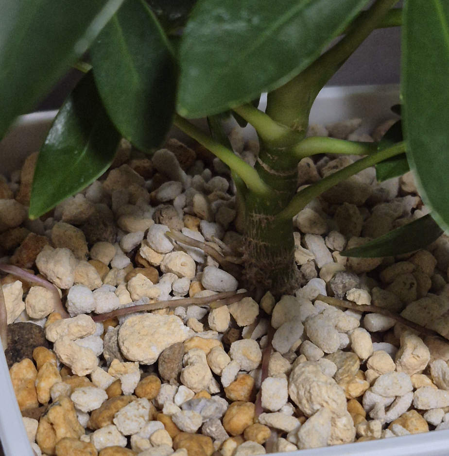 観葉植物について気根が素敵なシェフレラを買いましたとても素敵なん