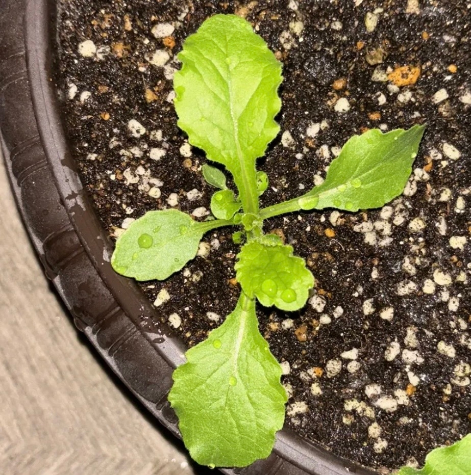 葉っぱ 葉っぱ JaVaジャバ コラボ》ふわふわに癒され。ミックスカラー糸ハーフ