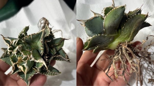 アガベの子株付きを購入したのですが本当にこれは子株ですか？親株が