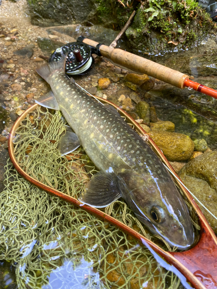 GクラフトのモンスターサーフMSS1052TRの購入を検討しています。フィー