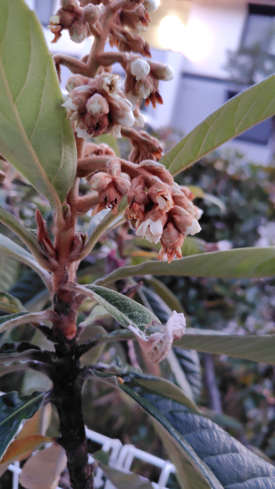 ビワ 8年生 実生苗 種から育てました。 ビワ 8年生 実生苗 種から育てました。 ビワ 8年生 実生苗 種から育て