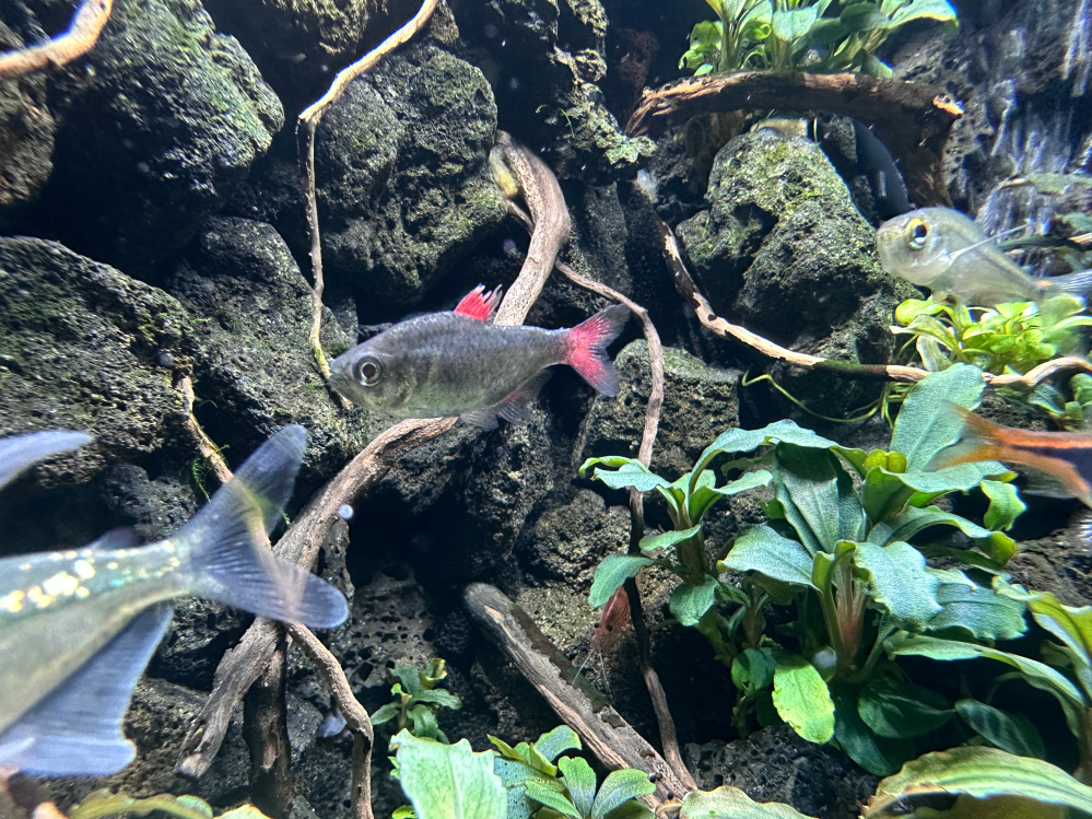 熱帯魚の病気について質問です。 - ハイフェソブリコンエイリョスを2匹 
