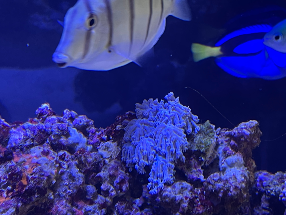サンゴ飼育について質問です。海水魚水槽を立ち上げて2週間、生体 