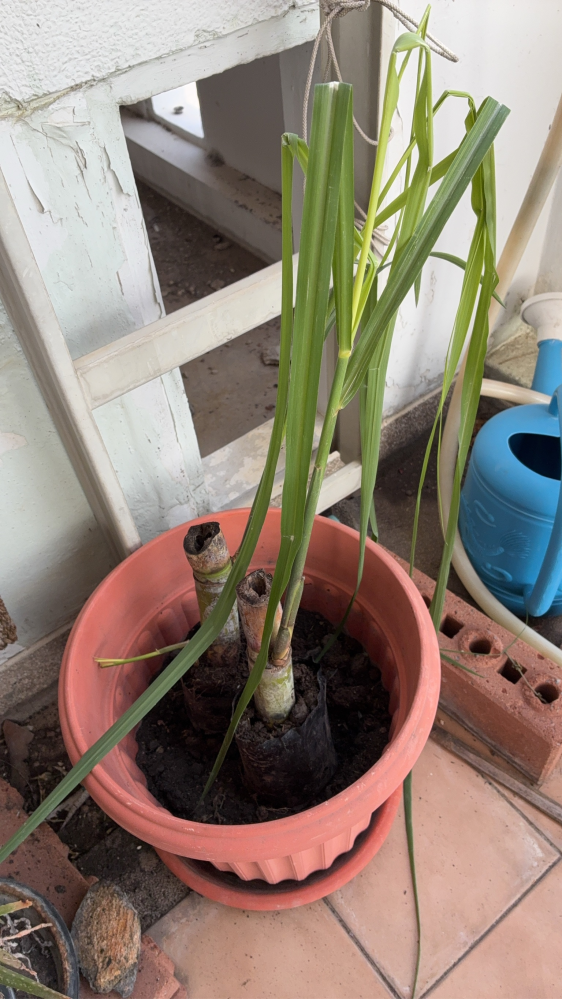サトウキビの植え方サトウキビの苗？が届いたのですが、このまま縦
