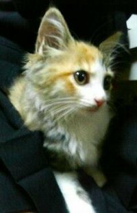 この子猫 洋猫混ざってますか 生後１ヶ月弱でダンボールに入れられ捨てられ Yahoo 知恵袋