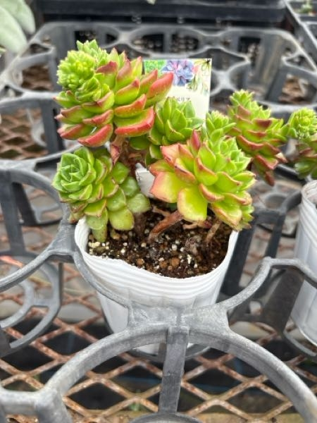 お世話になります。盆栽鉢の落款なのですが、なんと読むのでしょうか