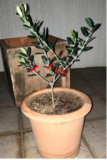 ガーデニング オリーブ鉢植え かっこいいオリーブルッカ樹形 オリーブ