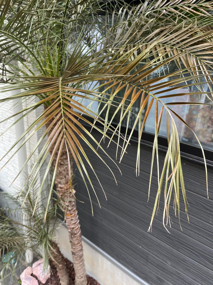 大小一本づつのフェニックスロベレニーを路地植えし、はじめての冬越え