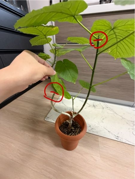 お世話になります。盆栽鉢に押してある落款なのですか？何と読むの