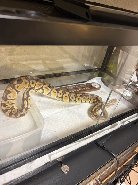 ボールパイソンのケージについて - ボールパイソンを終生飼育するた
