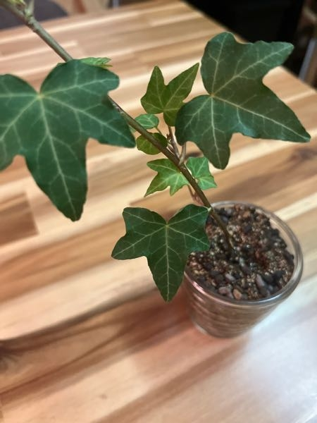 これはなんていう植物なのでしょうか。スーパーで買ったお花と