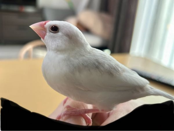 この文鳥の種類は何でしょうか？白にしてはくすんでいて、シルバー