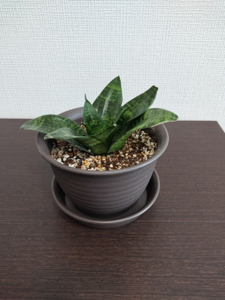 植え替えた鉢が大きすぎたため、植え替え直したい。元々3号ポットに 