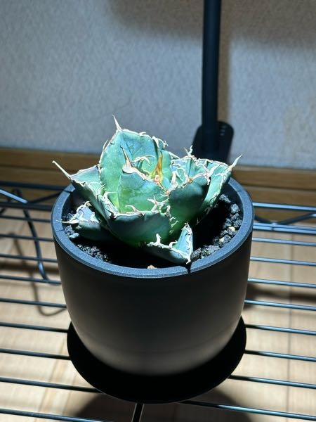 アガベ初心者です先日白鯨を購入したのですが、このサイズは子株でしょ