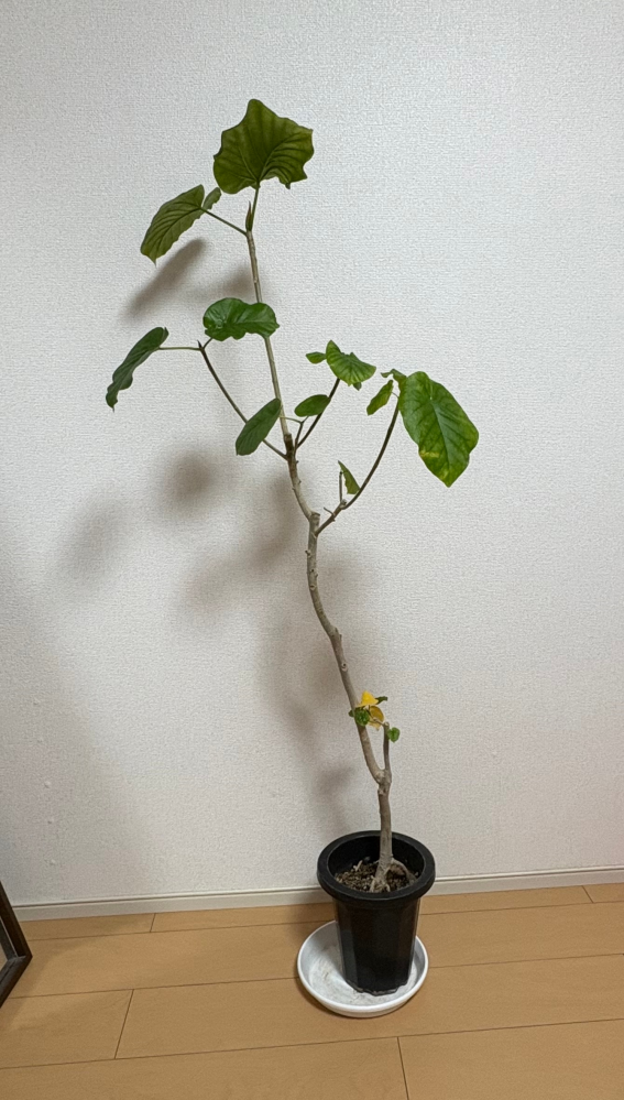 ホームセンターで半額のウンベラータを購入してきました。去年の秋 