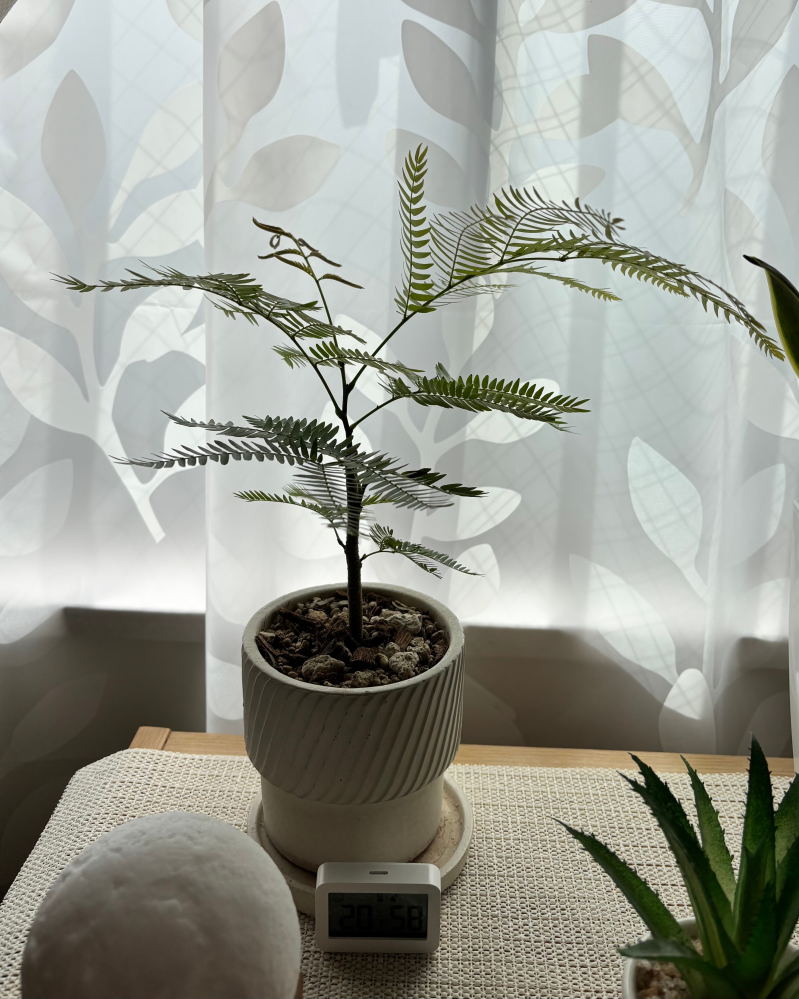 観葉植物(エバーフレッシュ)について質問です。逆光ですみません