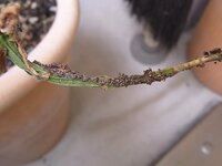 これは虫の卵ですか？ 植木にこのようなものがたくさん付き、枯れていきます。

クモの巣のような粘っこい感じで土なのか卵なのか小さい粒粒がたくさんついています。

根元にこれが付いていたらもうそこから枯れていきます。

枯れていない部分は植え替えた方がいいでしょうか？