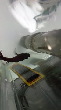 ベタのポップアイについてです 一昨日ペットショップで汚い水の Yahoo 知恵袋