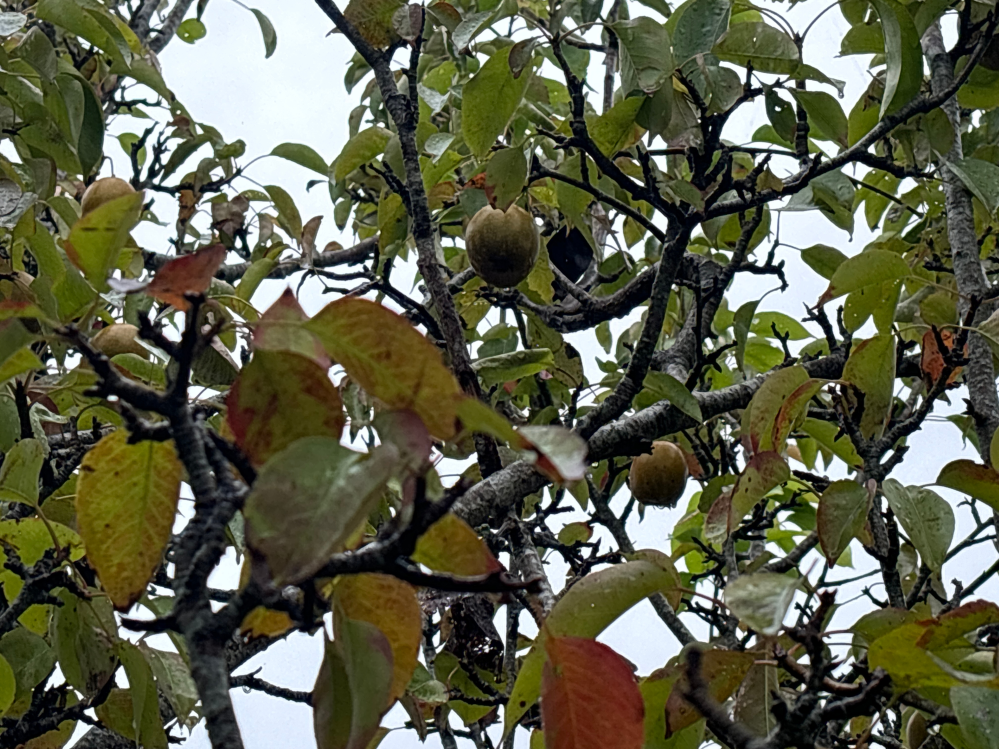 果樹について質問です。この木はなんの果物の木ですか？キウイのような