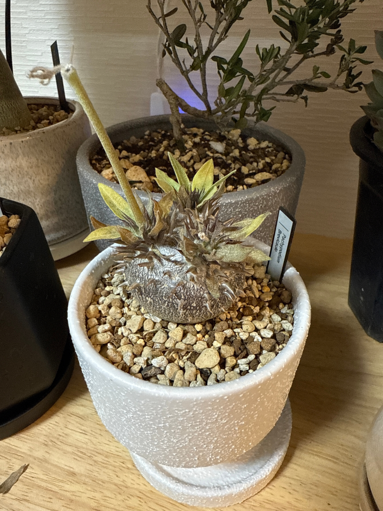 パキポディウムについて質問です。4月中頃に購入し、先週に植え替