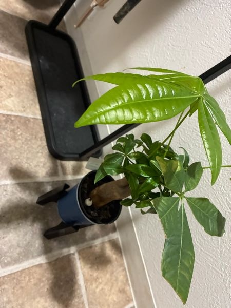 観葉植物 密集した緑色の葉 しましま葉っぱブッシュ|おしゃれなフェイクグリーン・人工観葉植物