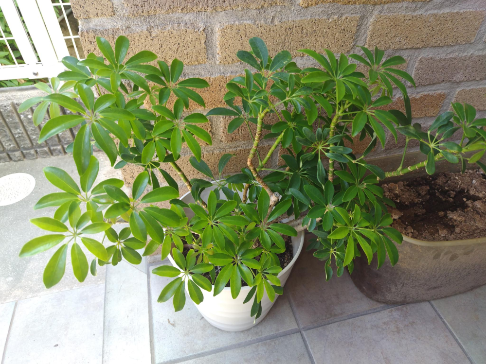 激安！観葉植物(名前不明) この観葉植物の名前は何ですか？ - 閉店した喫茶店前に「ご自由にお