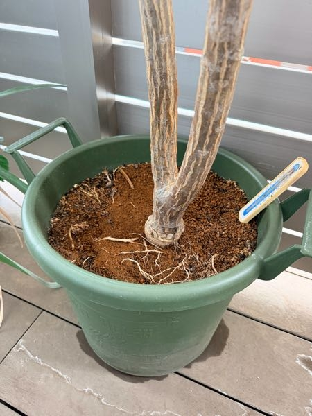 プルメリアの鉢の上から根っこが出て来ているのですが、植え替えよ