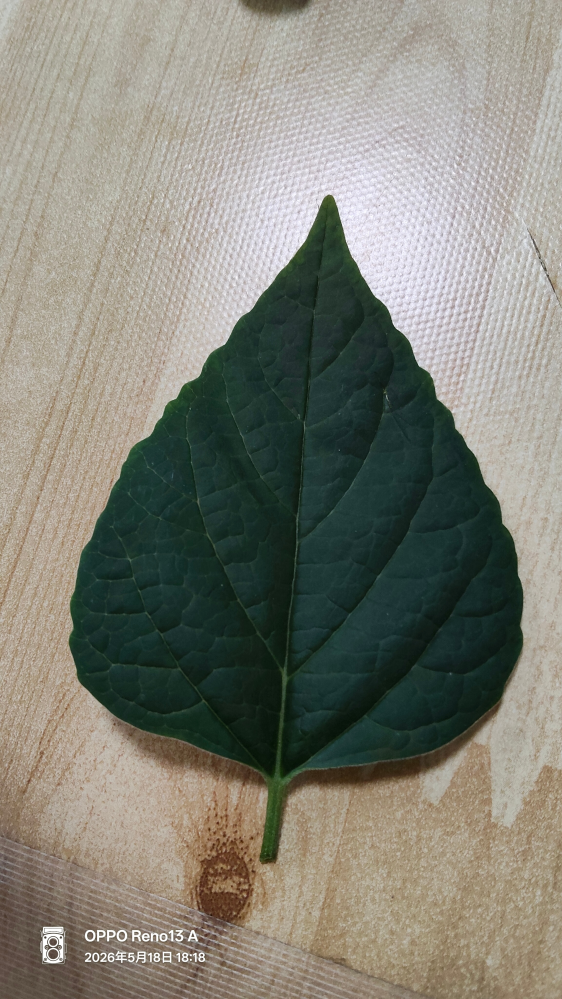 近所に生えてた葉っぱです この葉っぱからなんの植物がわかる人いますか？ - クサギ - Yahoo!知恵袋