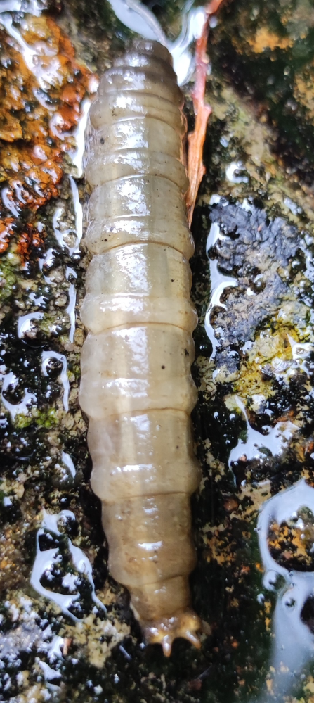 幼虫の写真出ますこの気持ち悪い幼虫は何の幼虫ですか？水の中でフ 