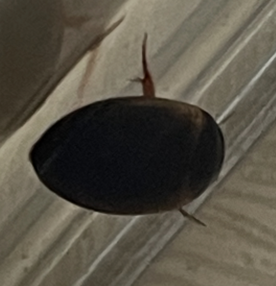 何という水生生物ですか？