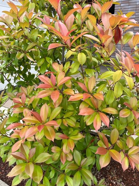 シュロの木は何故三本一緒に植えてあるのですか？ - 昔、玄関の近くに