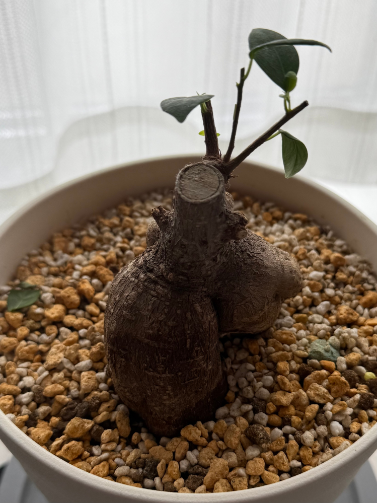 ユッカの新芽が出てきました。このあとはどうしたらいいのでしょう