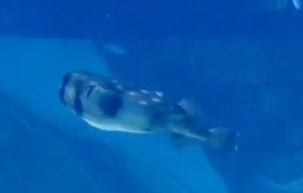 この魚の名前を教えてください