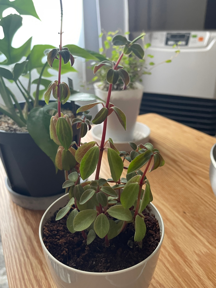 先日ダイソーで購入した観葉植物の名前を忘れてしまいました。ご存知の 