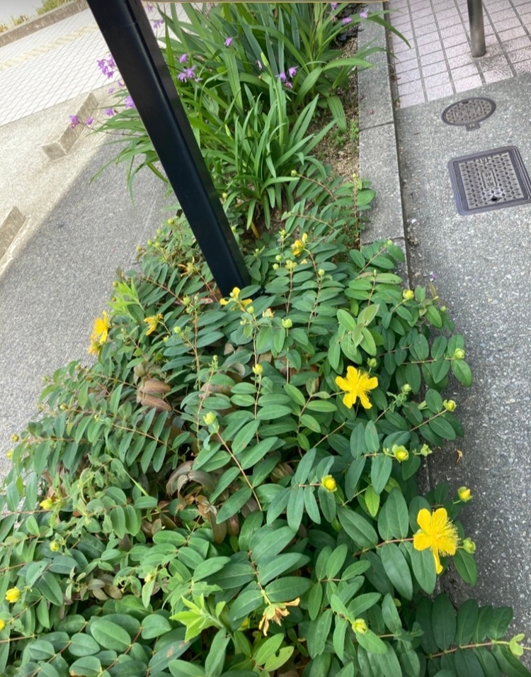 この花の名前(2種類)教えて下さい手前の黄色い花は生まれて始め