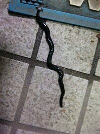 玄関前に こんな生き物がいました ナメクジにしては長すぎるし なんなん Yahoo 知恵袋