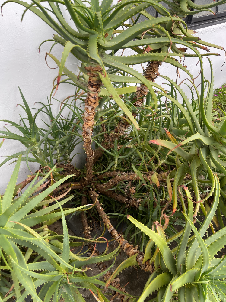 ユッカ・アロイフォリアについて地植えしているユッカの様子がおか