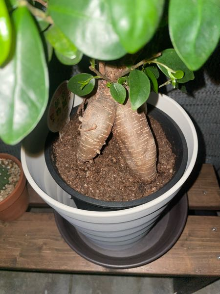 ガジュマルです。去年の夏に購入した6号鉢です。この土はピートモス 