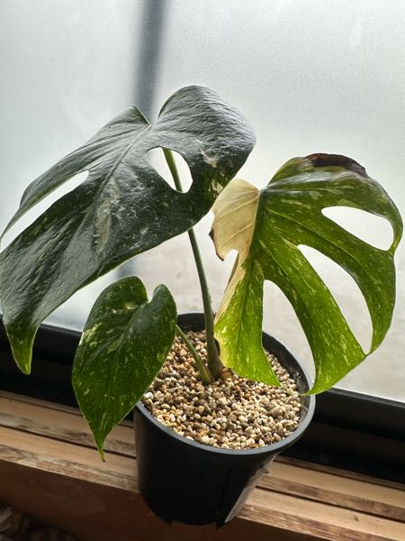 モンステラタイコンステレーション買った際右の葉が新芽で出てきた