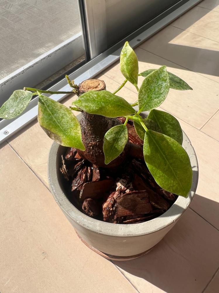 観葉植物 密集した緑色の葉 ガジュマルについて質問です。購入した時は葉っぱが綺麗な緑色だったの