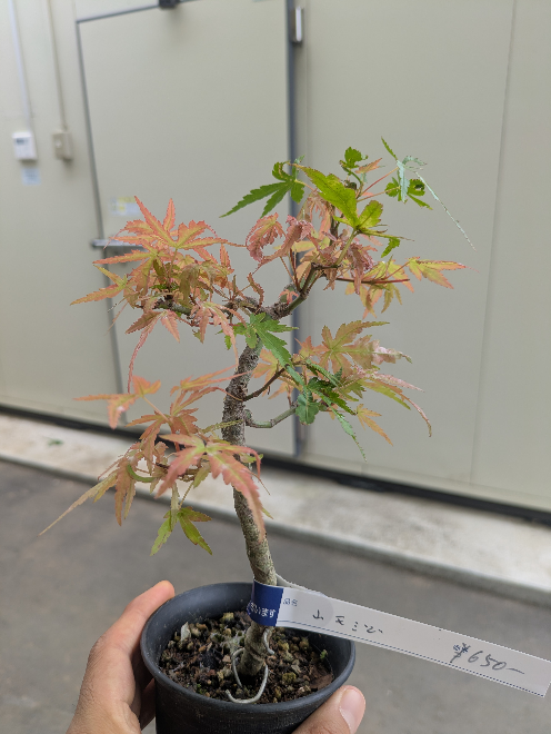 ２２０センチもみじ鉢植え　重いですので軽トラ必要かな 盆栽仕立てのモミジは地植えにしたり大きな鉢に植えても大きくなら