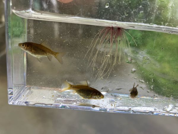 改良メダカを数種類飼っています。先日の水換えの際に、この子達が メダカ　35Lタライ　38個