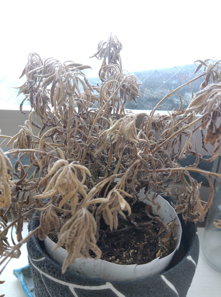 ラベンダーを育てているのですが、枯れてるのか枯れかけてるのかわ 