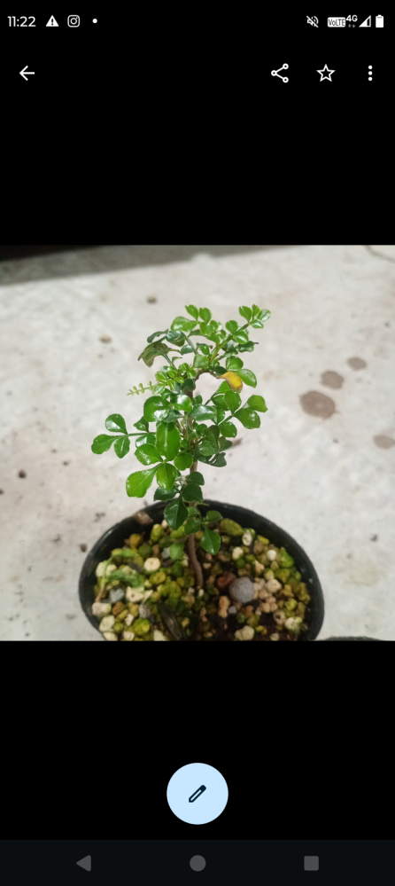 この植物が自宅に生えてきたのですが、何でしょうか？ - Yahoo!知恵袋